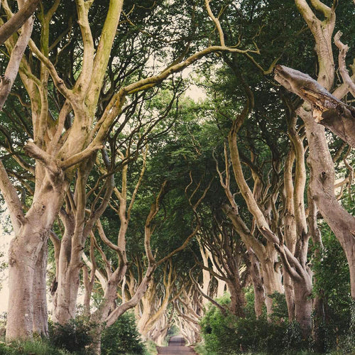 #TravelTuesday: Wander Through Your Local Forest - Blog post image